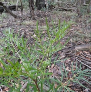 Polyscias sambucifolia at Borough, NSW - 10 Jul 2024