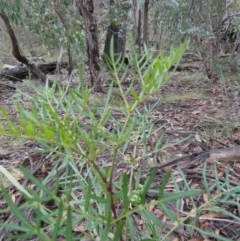 Polyscias sambucifolia at Borough, NSW - 10 Jul 2024