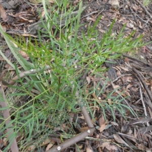 Polyscias sambucifolia at Borough, NSW - 10 Jul 2024