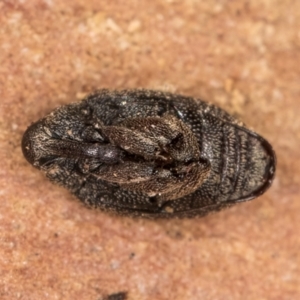 Melanterius maculatus at Bruce, ACT - 12 Jul 2024 11:14 AM