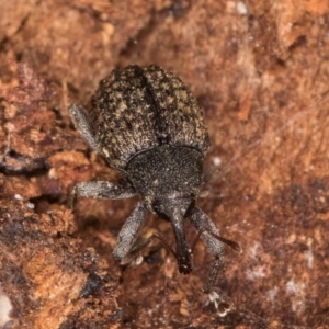 Melanterius maculatus at Bruce, ACT - 12 Jul 2024 11:14 AM