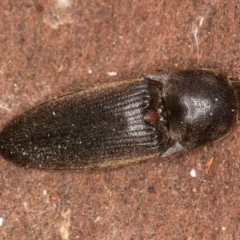 Monocrepidus sp. (genus) (Click beetle) at Bruce, ACT - 12 Jul 2024 by kasiaaus