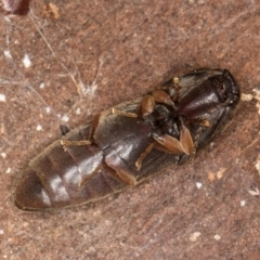 Monocrepidus sp. (genus) at Bruce, ACT - 12 Jul 2024