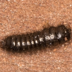 Ecnolagria sp. (genus) (A brown darkling beetle) at Bruce, ACT - 12 Jul 2024 by kasiaaus