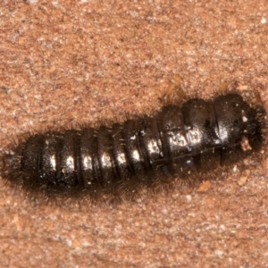 Ecnolagria sp. (genus) at Bruce, ACT - 12 Jul 2024