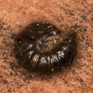 Ecnolagria sp. (genus) at Bruce, ACT - 12 Jul 2024 11:26 AM