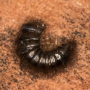 Ecnolagria sp. (genus) at Bruce, ACT - 12 Jul 2024