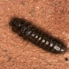 Ecnolagria sp. (genus) at Bruce, ACT - 12 Jul 2024