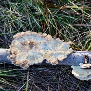 Trametes versicolor at Mongarlowe, NSW - suppressed