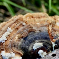 Trametes versicolor at Mongarlowe, NSW - suppressed