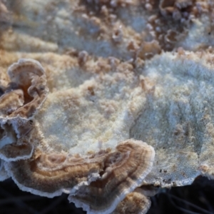 Trametes versicolor at Mongarlowe, NSW - suppressed