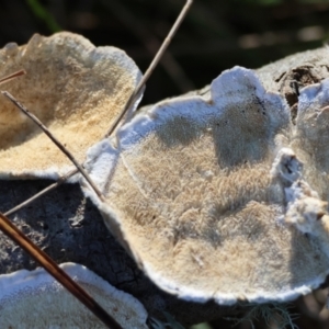 Trametes versicolor at Mongarlowe, NSW - suppressed