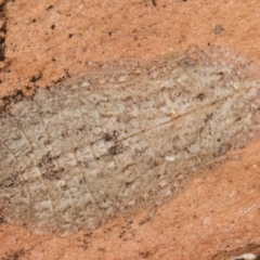 Ledromorpha planirostris (A leafhopper) at Bruce, ACT - 12 Jul 2024 by kasiaaus