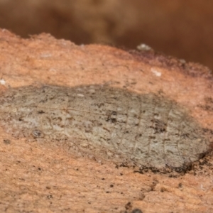 Ledromorpha planirostris at Bruce, ACT - 12 Jul 2024