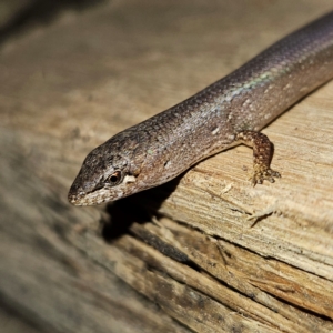 Saproscincus mustelinus at Braidwood, NSW - 12 Jul 2024