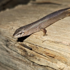 Saproscincus mustelinus at Braidwood, NSW - 12 Jul 2024