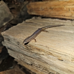 Saproscincus mustelinus at Braidwood, NSW - 12 Jul 2024