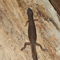 Saproscincus mustelinus at Braidwood, NSW - 12 Jul 2024