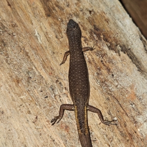 Saproscincus mustelinus at Braidwood, NSW - 12 Jul 2024