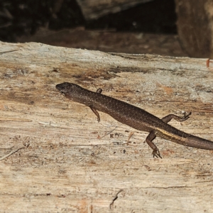 Saproscincus mustelinus at Braidwood, NSW - 12 Jul 2024