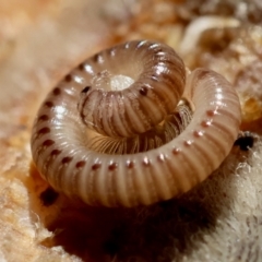 Diplopoda (class) (Unidentified millipede) at Mongarlowe, NSW - 12 Jul 2024 by LisaH