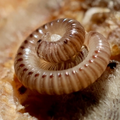 Unidentified Millipede (Diplopoda) at Mongarlowe, NSW - 12 Jul 2024 by LisaH