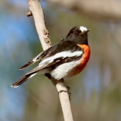 Petroica boodang (Scarlet Robin) at Mongarlowe, NSW - 12 Jul 2024 by LisaH
