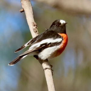 Petroica boodang at Mongarlowe, NSW - 12 Jul 2024