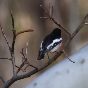 Petroica boodang at Mongarlowe, NSW - 12 Jul 2024