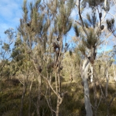 Allocasuarina littoralis (Black She-oak) at Borough, NSW - 10 Jul 2024 by Paul4K