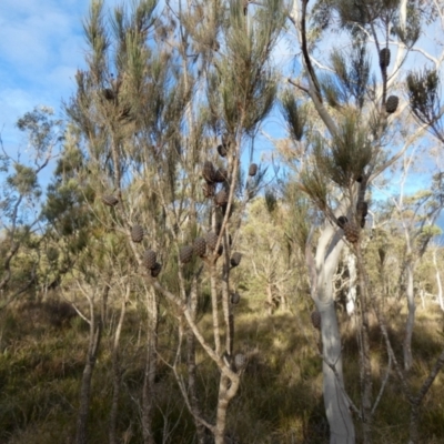 Allocasuarina littoralis (Black She-oak) at Borough, NSW - 10 Jul 2024 by Paul4K