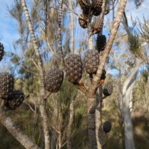 Allocasuarina littoralis at Borough, NSW - 10 Jul 2024