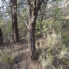 Allocasuarina littoralis at Borough, NSW - 10 Jul 2024