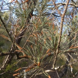 Allocasuarina littoralis at Borough, NSW - 10 Jul 2024