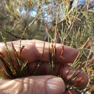 Allocasuarina littoralis at Borough, NSW - 10 Jul 2024