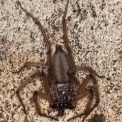 Hemicloea sp. (genus) (Flat bark spider) at Bruce, ACT - 12 Jul 2024 by kasiaaus