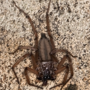 Hemicloea sp. (genus) at Bruce, ACT - 12 Jul 2024