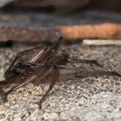 Hemicloea sp. (genus) at Bruce, ACT - 12 Jul 2024