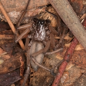 Hemicloea sp. (genus) at Bruce, ACT - 12 Jul 2024