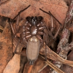 Hemicloea sp. (genus) at Bruce, ACT - 12 Jul 2024