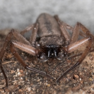 Hemicloea sp. (genus) at Bruce, ACT - 12 Jul 2024