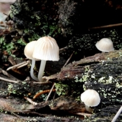 Mycena sp. (Mycena) at Borough, NSW - 10 Jul 2024 by Paul4K