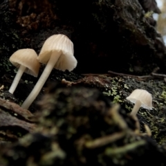 Mycena sp. at Borough, NSW - 10 Jul 2024