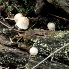 Mycena sp. at Borough, NSW - 10 Jul 2024