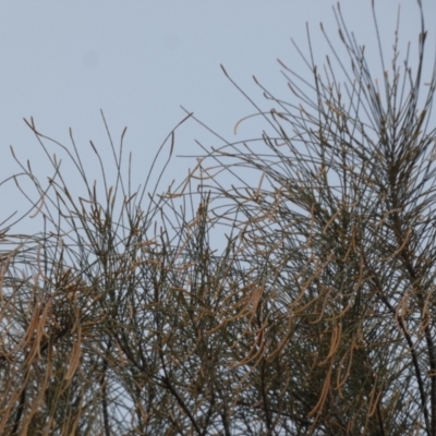 Allocasuarina verticillata (Drooping Sheoak) at Borough, NSW - 10 Jul 2024 by Paul4K