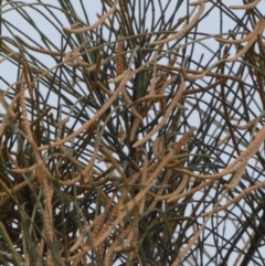 Allocasuarina verticillata at Borough, NSW - suppressed