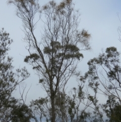 Allocasuarina verticillata at Borough, NSW - 11 Jul 2024