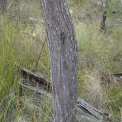 Allocasuarina verticillata at Borough, NSW - 11 Jul 2024