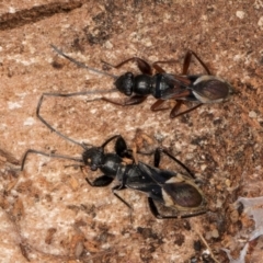 Daerlac cephalotes (Ant Mimicking Seedbug) at Bruce, ACT - 12 Jul 2024 by kasiaaus