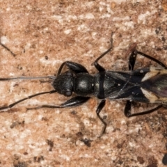 Daerlac cephalotes at Bruce, ACT - 12 Jul 2024